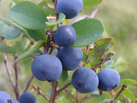 Bilberry P.E.